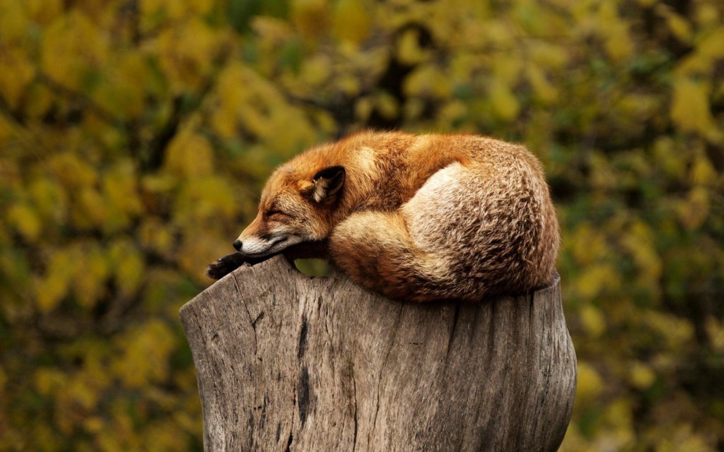 Wildlife Fox